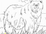 Grizzly Bear Coloring Pages Alaskan Grizzly Bear Coloring Page