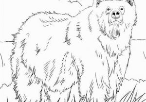 Grizzly Bear Coloring Pages Alaskan Grizzly Bear Coloring Page