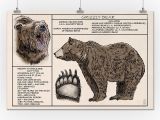 Grizzly Bear Wall Murals Amazon Grizzly Bear Technical 24×36 Fine Art Giclee