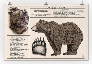 Grizzly Bear Wall Murals Amazon Grizzly Bear Technical 24×36 Fine Art Giclee