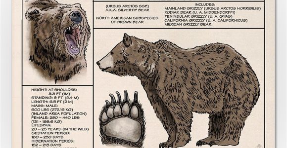 Grizzly Bear Wall Murals Amazon Grizzly Bear Technical 24×36 Fine Art Giclee