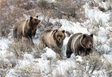 Grizzly Bear Wall Murals Grizzly Bear sow 399 Moving Through Snow with Her Two Cubs Fine Art Print Grand Teton National Park Wyoming Snow Sagebrush