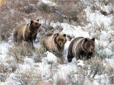 Grizzly Bear Wall Murals Grizzly Bear sow 399 Moving Through Snow with Her Two Cubs Fine Art Print Grand Teton National Park Wyoming Snow Sagebrush