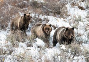 Grizzly Bear Wall Murals Grizzly Bear sow 399 Moving Through Snow with Her Two Cubs Fine Art Print Grand Teton National Park Wyoming Snow Sagebrush