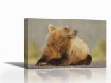 Grizzly Bear Wall Murals Karmakara Ak Lake Clark Np Adult Brown Bear Sniffing Air