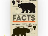 Grizzly Bear Wall Murals Yellowstone National Park Wyoming Facts About Bears Grizzly and Black Bear 9×12 Art Print Wall Decor Travel Poster
