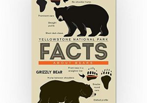 Grizzly Bear Wall Murals Yellowstone National Park Wyoming Facts About Bears Grizzly and Black Bear 9×12 Art Print Wall Decor Travel Poster