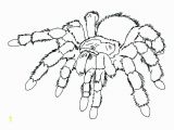 Halloween Spider Coloring Pages Free Printable Halloween Spider Coloring Pages
