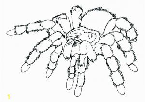 Halloween Spider Coloring Pages Free Printable Halloween Spider Coloring Pages