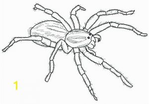 Halloween Spider Coloring Pages Free Printable Halloween Spider Coloring Pages