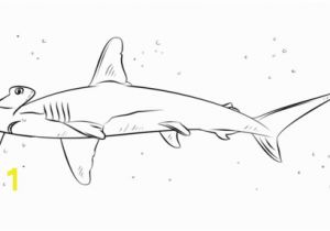 Hammerhead Shark Coloring Page Coloring Pages Sharks Shark Printable Coloring Pages Coloring Pages