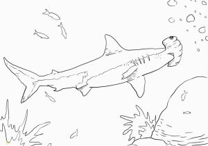 Hammerhead Shark Coloring Page Hammerhead Shark Color