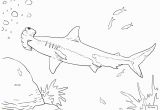 Hammerhead Shark Coloring Page Hammerhead Shark Coloring Page