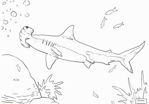 Hammerhead Shark Coloring Page Hammerhead Shark Coloring Page