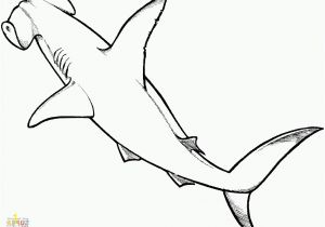 Hammerhead Shark Coloring Page Hammerhead Shark Coloring Page