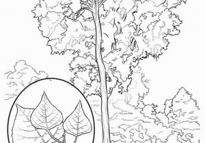 Hawaii State Tree Coloring Page Empire State Building Dimensions Drawing at Getdrawings