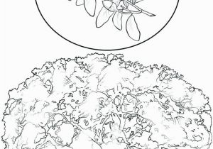 Hawaii State Tree Coloring Page Georgia Flag Coloring Page State Flag Coloring Pages Animals song