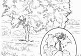 Hawaii State Tree Coloring Page Hawaii Coloring Pages Coloring Chrsistmas