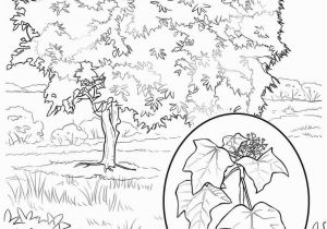 Hawaii State Tree Coloring Page Hawaii Coloring Pages Coloring Chrsistmas