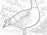 Hawaii State Tree Coloring Page Hawaii Drawing at Getdrawings