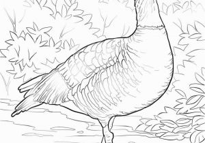 Hawaii State Tree Coloring Page Hawaii Drawing at Getdrawings