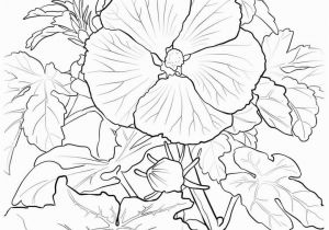 Hawaii State Tree Coloring Page Hawaii Drawing at Getdrawings