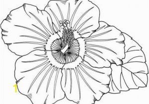 Hawaiian Flower Coloring Pages Coloring Pages Hawaiian Flowers Fresh Hawaii Coloring Pages New S S