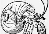 Hermit Crab Coloring Page Eric Carle Graphic Black and White Stock Drawing Crabs Hermit