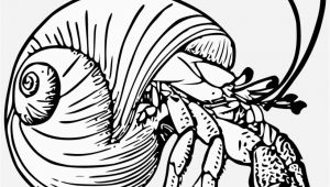 Hermit Crab Coloring Page Eric Carle Graphic Black and White Stock Drawing Crabs Hermit