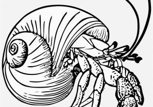 Hermit Crab Coloring Page Eric Carle Graphic Black and White Stock Drawing Crabs Hermit
