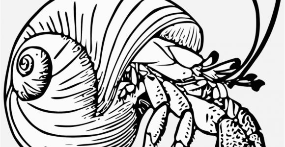 Hermit Crab Coloring Page Eric Carle Graphic Black and White Stock Drawing Crabs Hermit