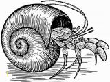 Hermit Crab Coloring Page Eric Carle Hermit Crab Clipart Eric Carle Pencil and In Color