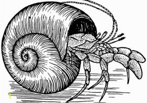 Hermit Crab Coloring Page Eric Carle Hermit Crab Clipart Eric Carle Pencil and In Color