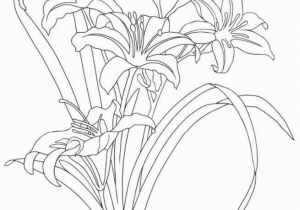 Hibiscus Flower Coloring Page Image Result for Day Lily Sketches Watercolor