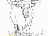 Highland Cow Coloring Page 111 Best Bull Coloring Pages Images