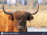 Highland Cow Coloring Page Haarschopf Stock S & Haarschopf Stock Alamy