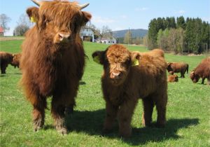 Highland Cow Wall Mural Cows Pictures