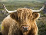 Highland Cow Wall Mural Graphic Print A Highland Cow On the Applecross