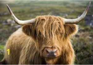 Highland Cow Wall Mural Graphic Print A Highland Cow On the Applecross
