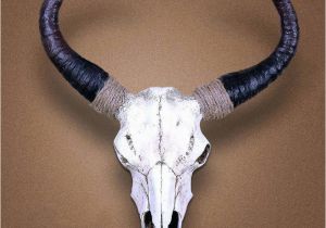 Highland Cow Wall Mural Watusi Cattle Skull Google Search