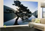 Hollywood Sign Wall Murals Wall Mural Douglas Fir Pseudotsuga Menziesii In