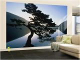 Hollywood Sign Wall Murals Wall Mural Douglas Fir Pseudotsuga Menziesii In