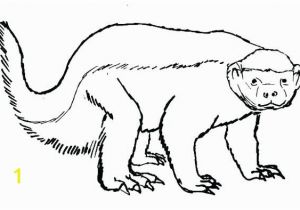 Honey Badger Coloring Page Badger Coloring Pages Honey Badger Line Drawing Wisconsin Badger