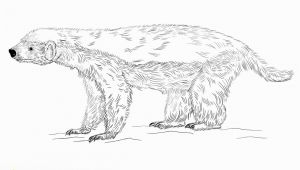 Honey Badger Coloring Page Honey Badger Coloring Page