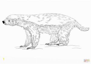 Honey Badger Coloring Page Honey Badger Coloring Page