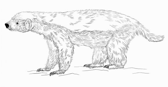 Honey Badger Coloring Page Honey Badger Coloring Page
