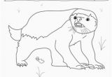 Honey Badger Coloring Page Honey Badger Worksheet