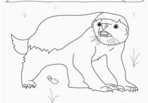 Honey Badger Coloring Page Honey Badger Worksheet