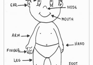 Human Anatomy Coloring Pages for Kids Human Body organs Coloring Pages at Getcolorings