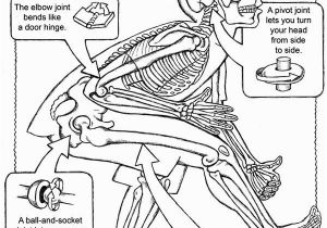 Human Anatomy Coloring Pages for Kids Human Body Systems Coloring Pages Coloring Home